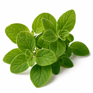 OREGANO OIL EXTRACT